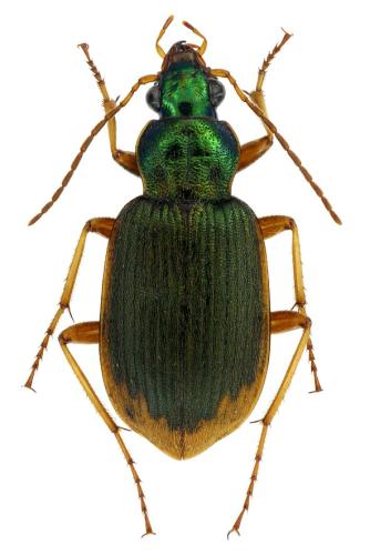 Réf. 296 734 : Chlaenius vestitus